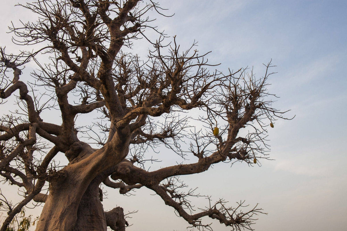 Baobab Oil - Só Verde