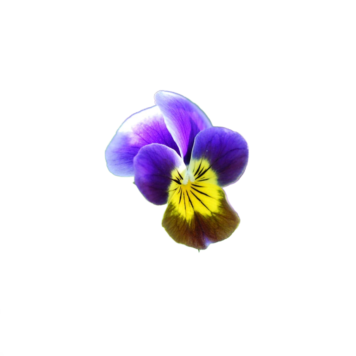 Happy Birthday - Pansy Seed Packet - Só Verde