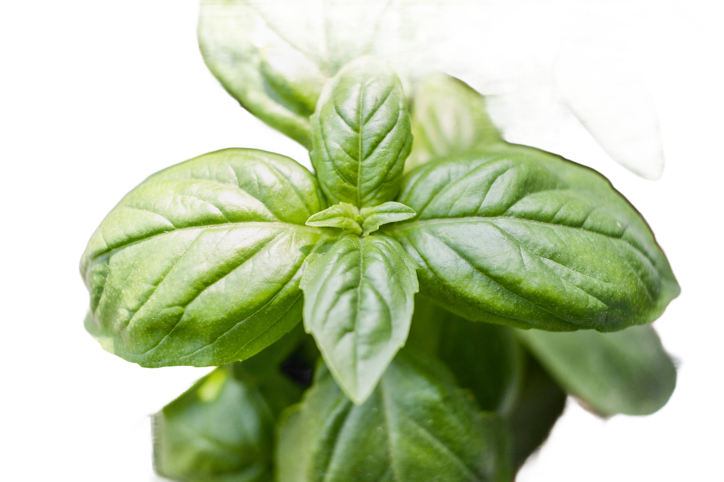Thank You Side - Basil Seed Sachet - Só Verde