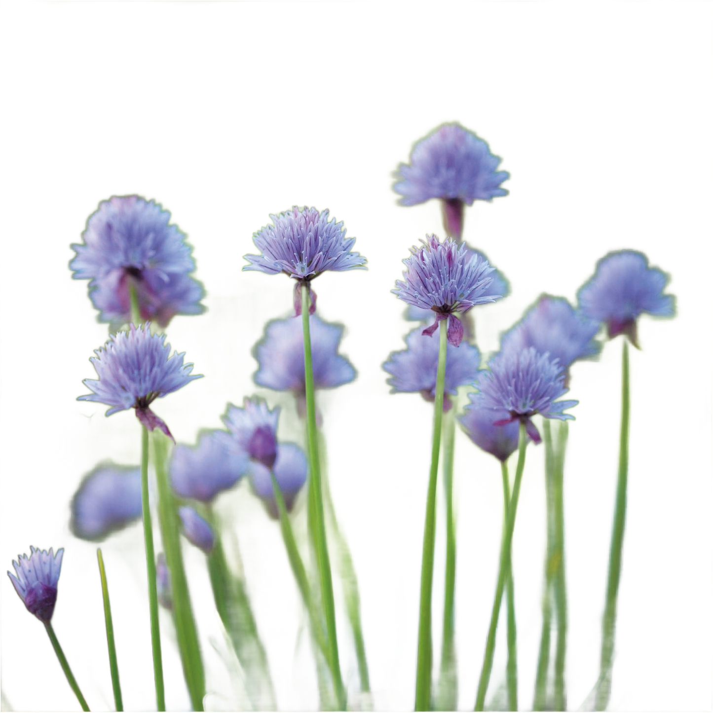 2026 - Chive Seed Packet - Só Verde