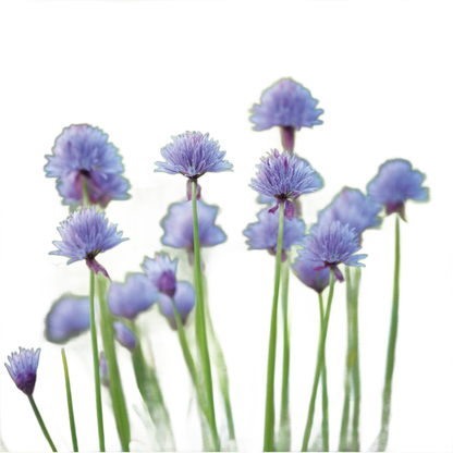 2026 - Chive Seed Packet - Só Verde
