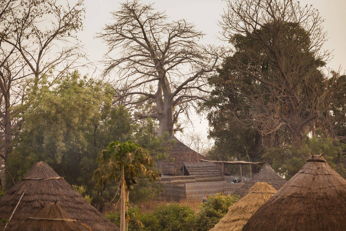 Baobab Oil - Só Verde