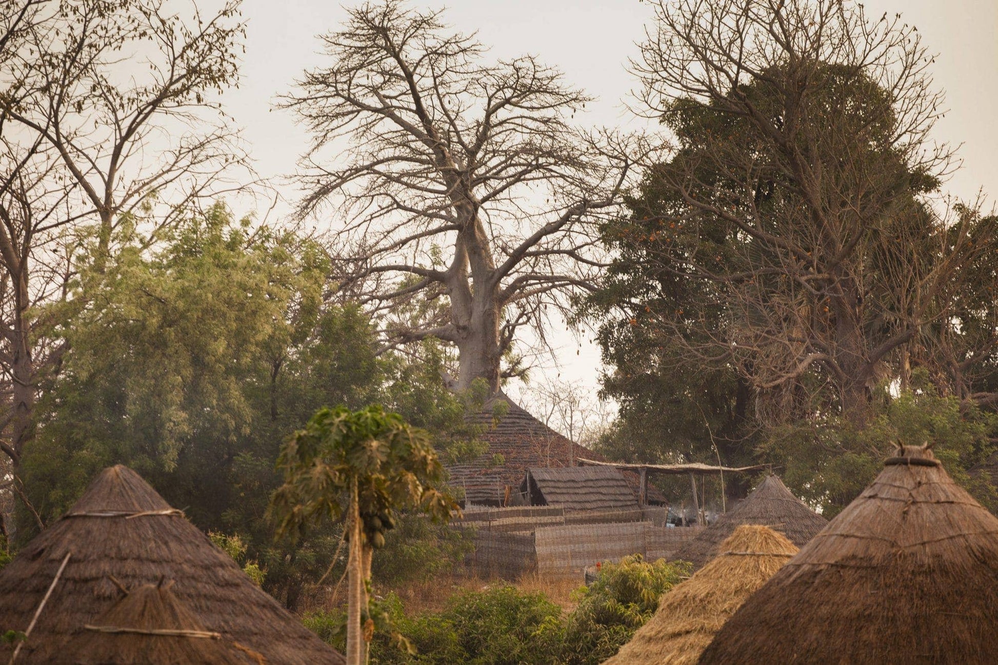 Baobab Oil - Só Verde