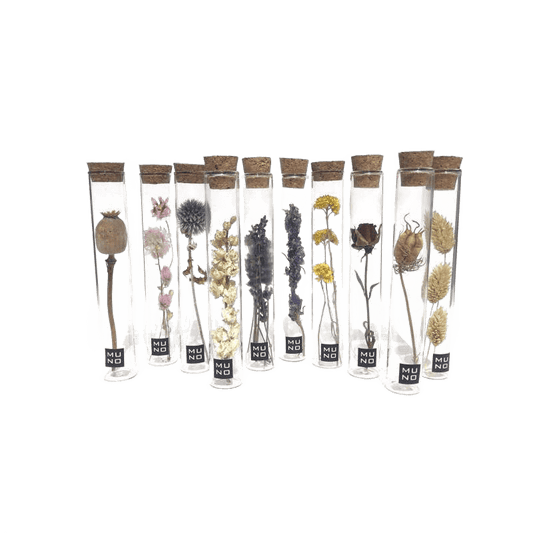Dried Flower Gift Tube - Só Verde