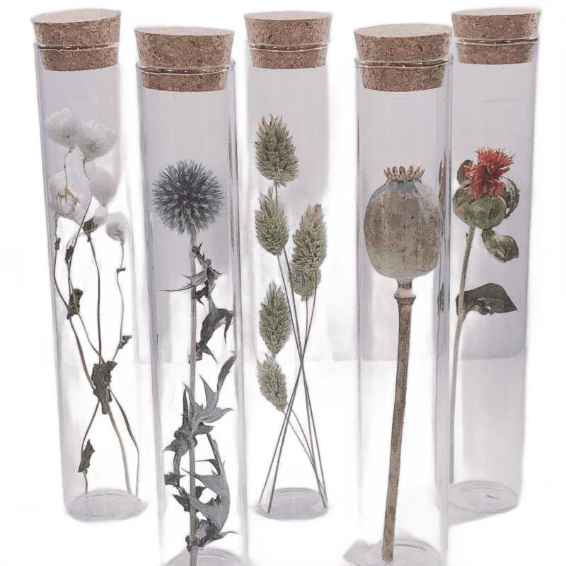Dried Flower Gift Tube - Só Verde