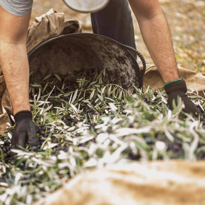 Extra Virgin Olive Oil - Portuguese "Galega" (olive variaty) - Só Verde