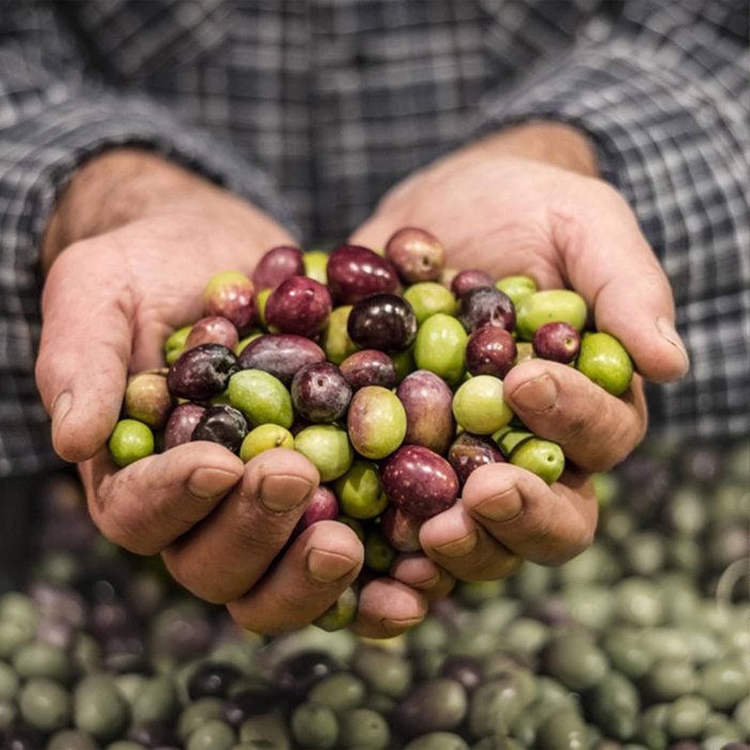 Extra Virgin Olive Oil - Portuguese "Galega" (olive variaty) - Só Verde