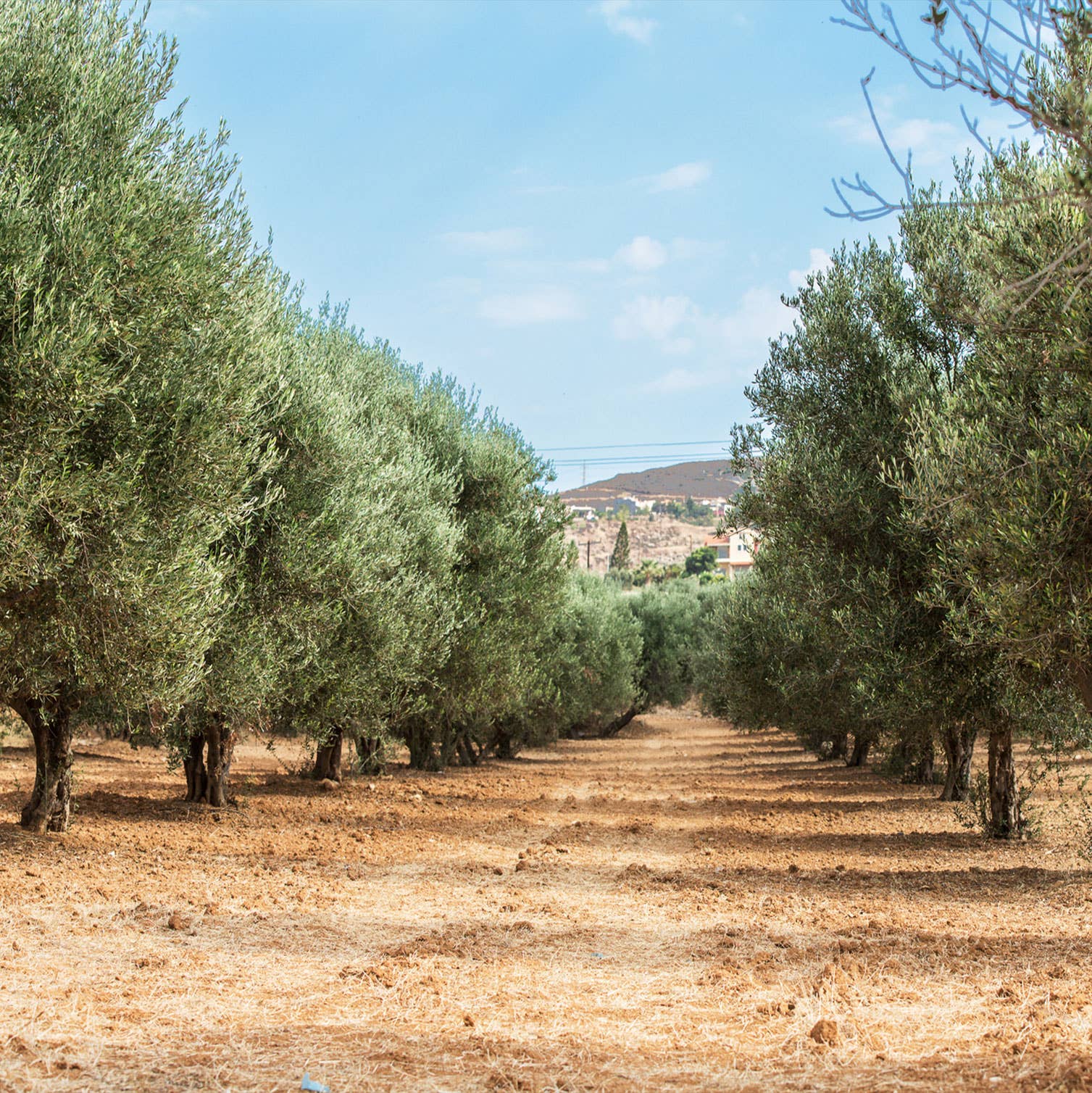 Extra Virgin Olive Oil - Portuguese "Galega" (olive variaty) - Só Verde