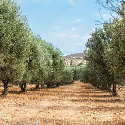 Extra Virgin Olive Oil - Portuguese "Galega" (olive variaty) - Só Verde