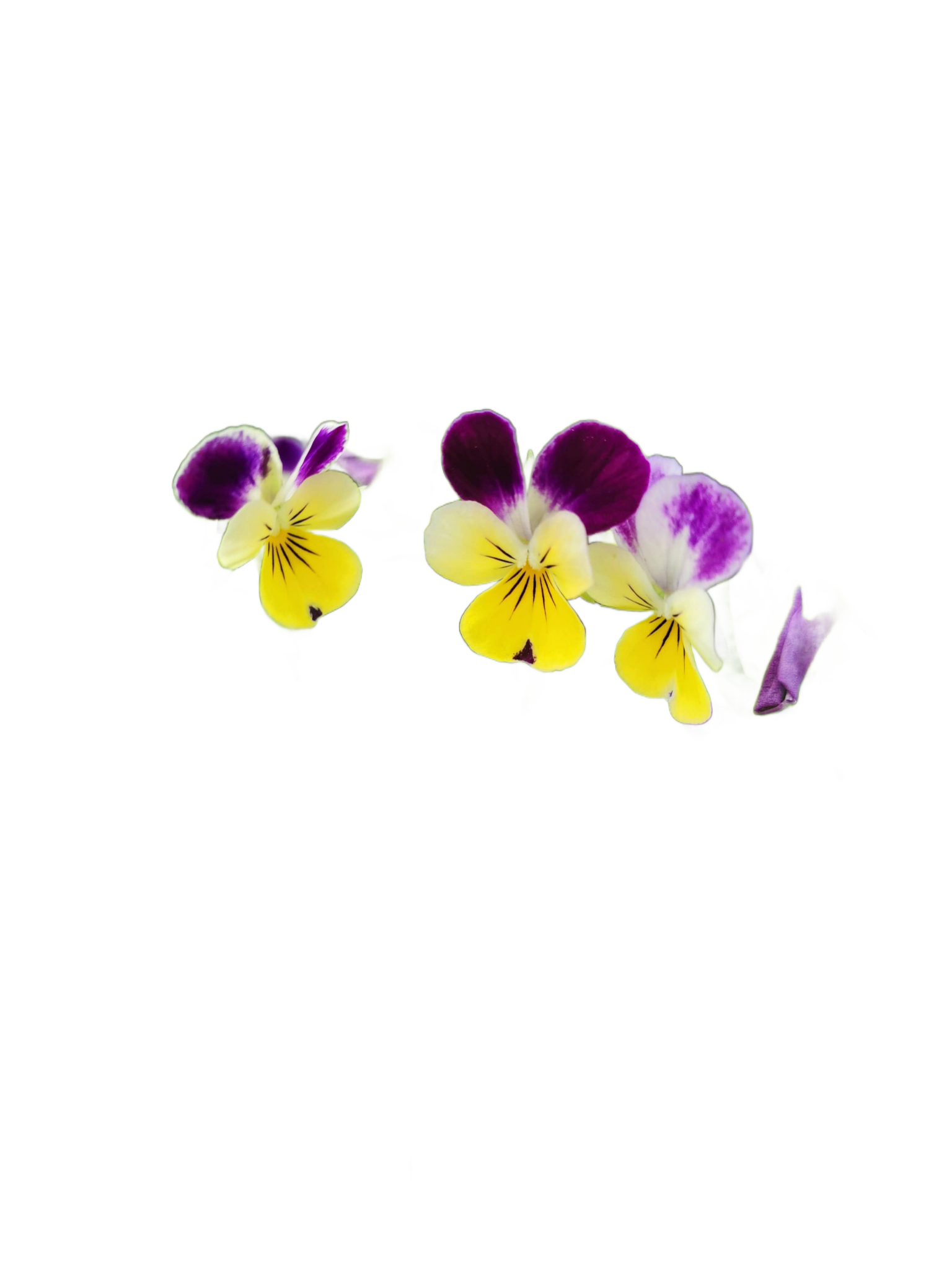 Happy Birthday - Pansy Seed Packet - Só Verde