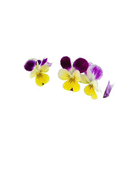 Happy Birthday - Pansy Seed Packet - Só Verde