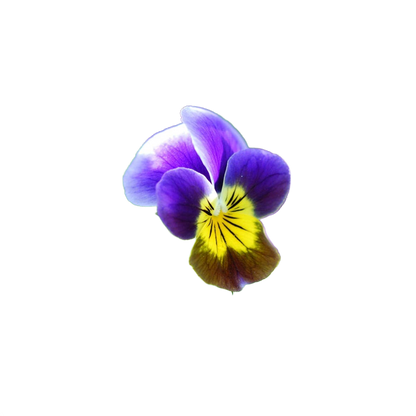 Happy Birthday - Pansy Seed Packet - Só Verde