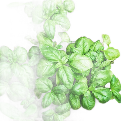Happy Father's Day - Basil Seed Bag - Só Verde