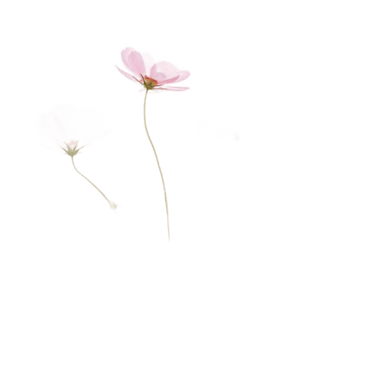 Happy Mother's Day - Cosmos Seed Bag - Só Verde