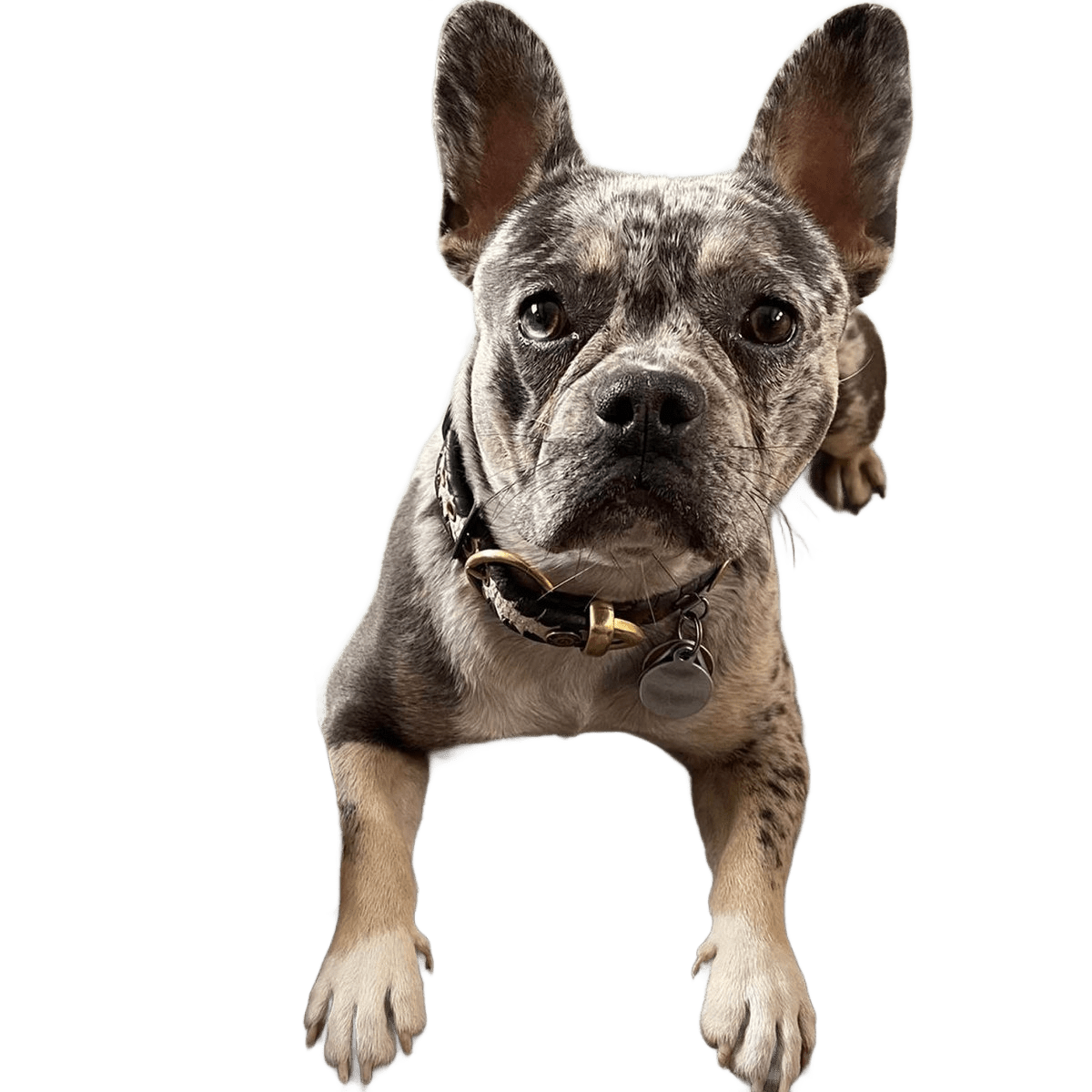Hundesnack Hundechips - Só Verde