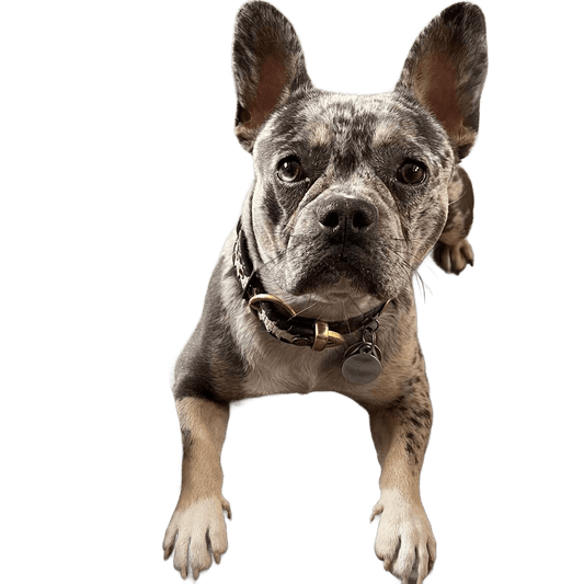 Hundesnack Hundechips - Só Verde