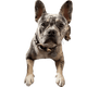 Hundesnack Hundechips - Só Verde