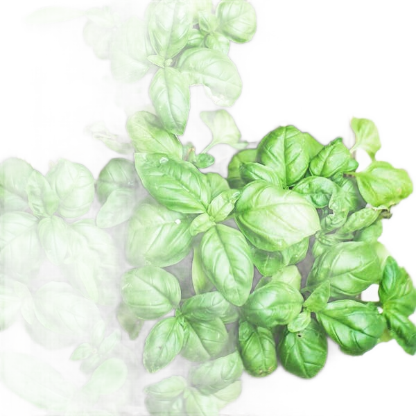I Love You - Basil Seed Bag - Só Verde