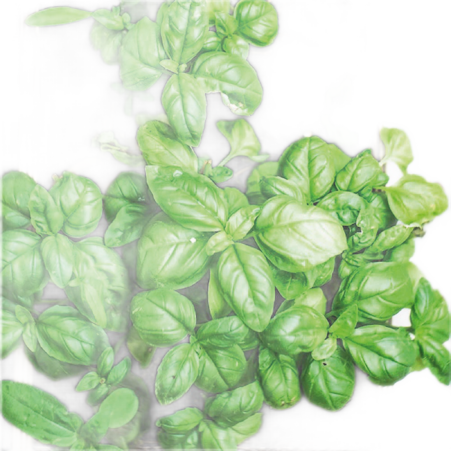 Joyeuse Fête Des Pères - Version Anglaise - Sachet De Graines De Basilic - Só Verde