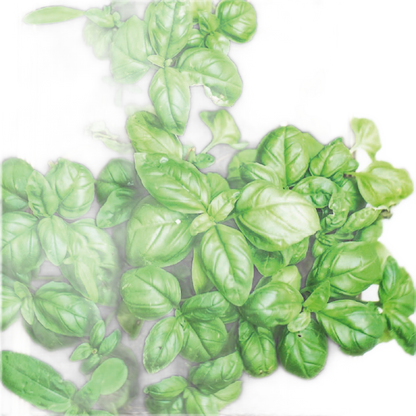 Joyeuse Fête Des Pères - Version Anglaise - Sachet De Graines De Basilic - Só Verde