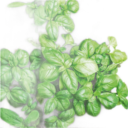 Joyeuse Fête Des Pères - Version Anglaise - Sachet De Graines De Basilic - Só Verde