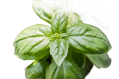 Thank You Side - Basil Seed Sachet - Só Verde