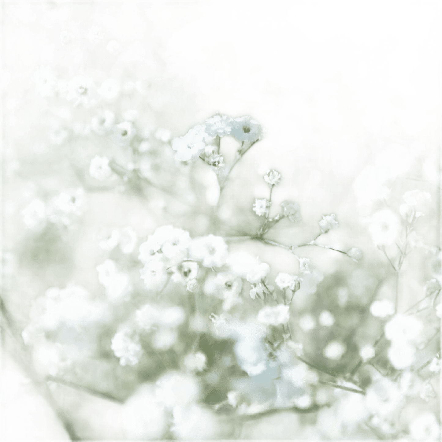 Thank You Very Much - Bag Of Gypsophila Seeds - Só Verde