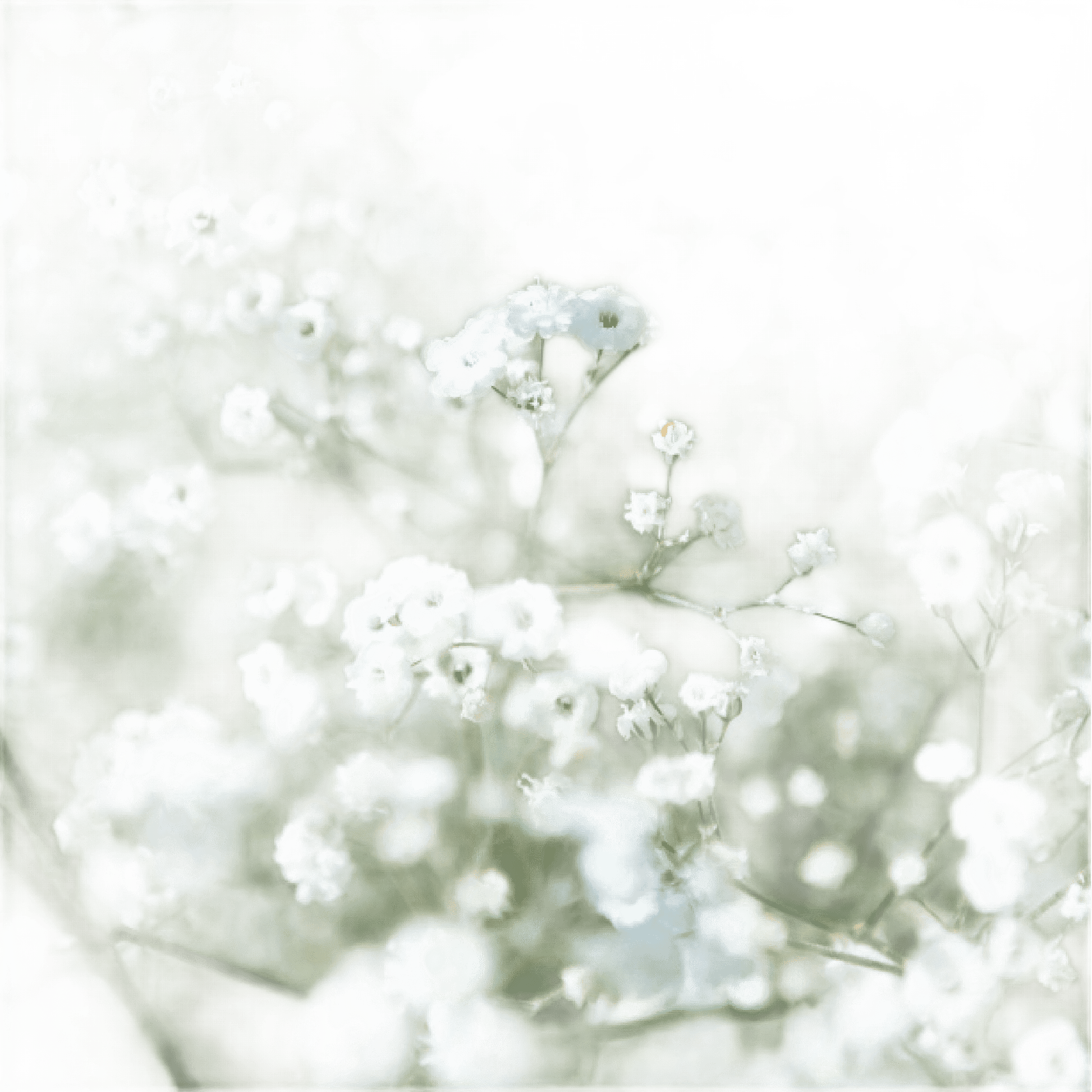 Thank You Very Much - Bag Of Gypsophila Seeds - Só Verde